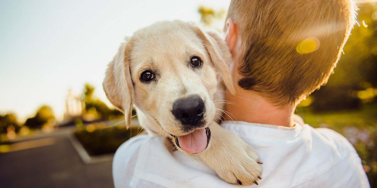 yellow lab puppy being carried by a man and looking out from his shoulder