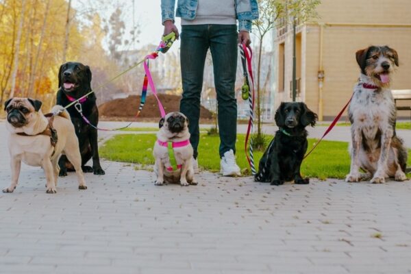 Man recovering from drug addiction working as a dog walker and pet sitter