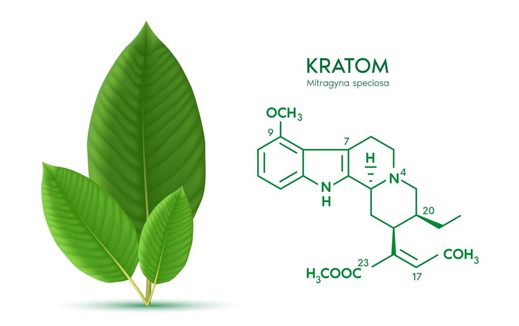 Kratom leaves illustration with chemical structure